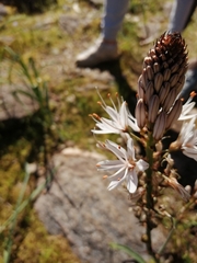 Asphodelus serotinus