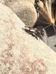 Sphyracephala brevicornis