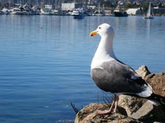 Larus occidentalis