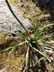 Asphodelus serotinus