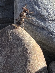 Sphyracephala brevicornis