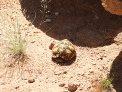 Psammobates tentorius