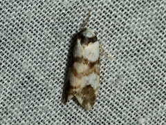Thallarcha albicollis