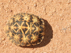 Psammobates tentorius