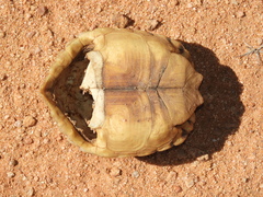 Psammobates tentorius