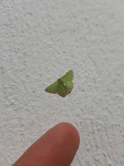 Synchlora pulchrifimbria