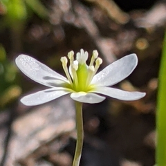 Meconella oregana