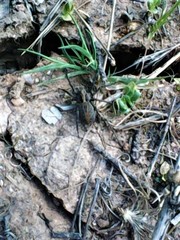 Alopecosa albofasciata