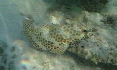 Epinephelus merra