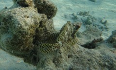 Epinephelus merra