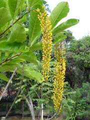 Lophanthera lactescens