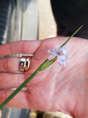 Sisyrinchium elizabethiae