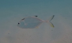 Caranx