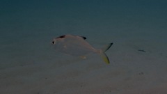 Caranx