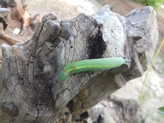 Opsiphanes invirae