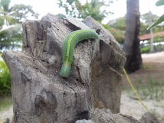 Opsiphanes invirae