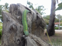 Opsiphanes invirae