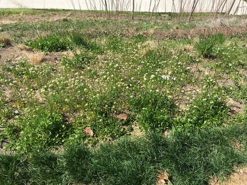 Mummenhoffia alliacea, photograph 1