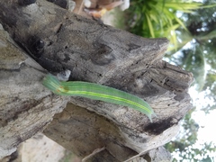 Opsiphanes invirae