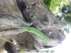 Opsiphanes invirae
