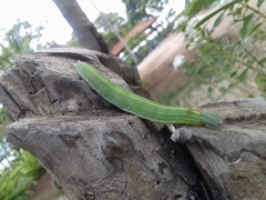 Opsiphanes invirae