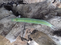 Opsiphanes invirae