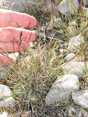 Bouteloua trifida