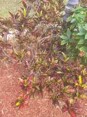 Codiaeum variegatum