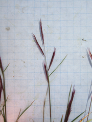 Bouteloua trifida
