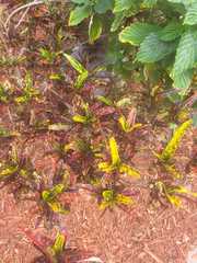 Codiaeum variegatum