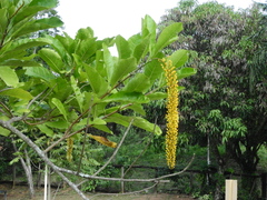 Lophanthera lactescens