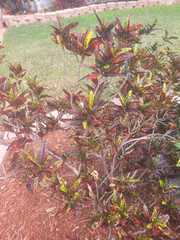 Codiaeum variegatum