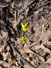 Viola rotundifolia