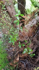 Gaultheria paniculata
