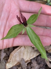 Trillium lancifolium