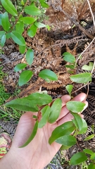 Gaultheria paniculata