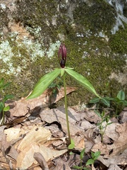 Trillium lancifolium