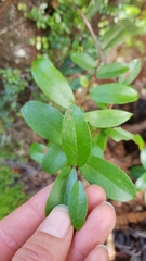 Gaultheria paniculata