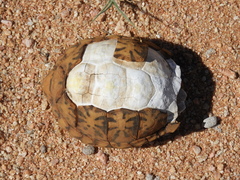 Psammobates tentorius