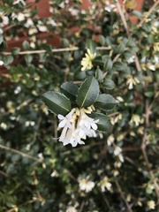 Osmanthus × burkwoodii