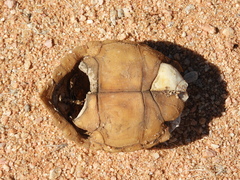 Psammobates tentorius