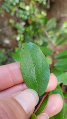 Gaultheria paniculata