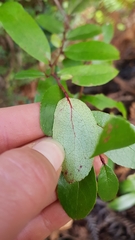 Gaultheria paniculata