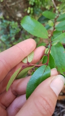 Gaultheria paniculata