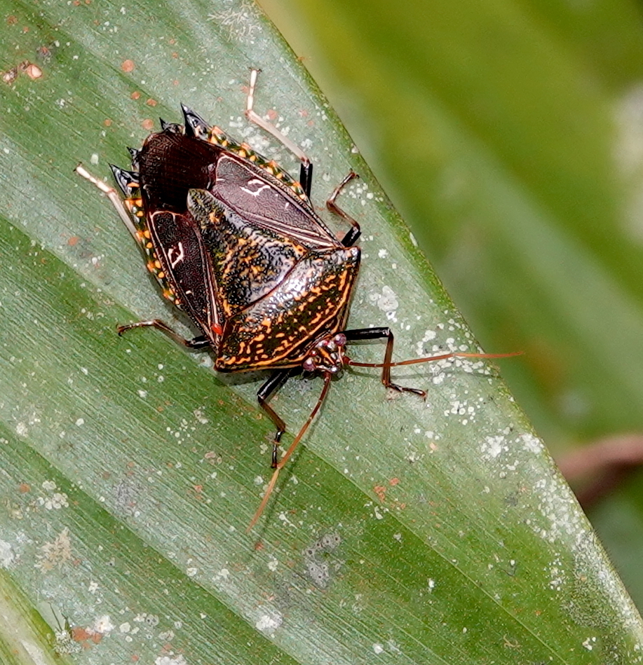 Pygoda poecila