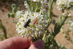 Eristalinus aeneus
