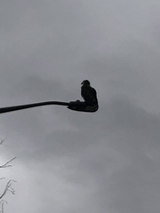 Haliaeetus leucocephalus