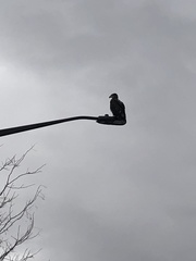 Haliaeetus leucocephalus