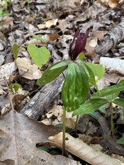 Trillium lancifolium