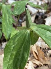 Trillium lancifolium